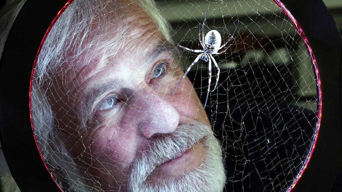 Listen Music of Spider Web