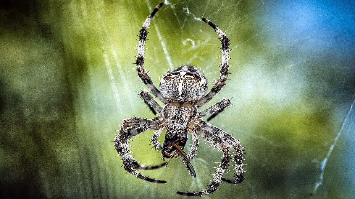 Listen Music of Spider Web