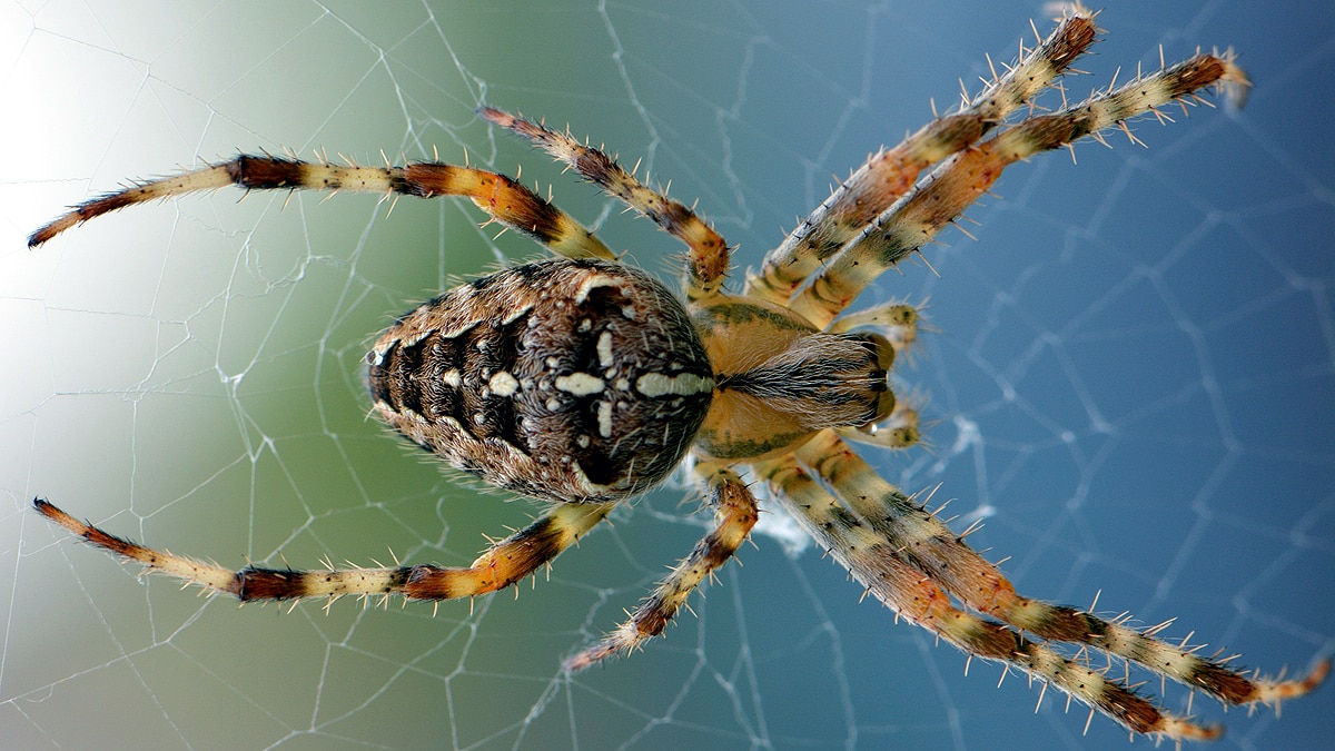 Listen Music of Spider Web