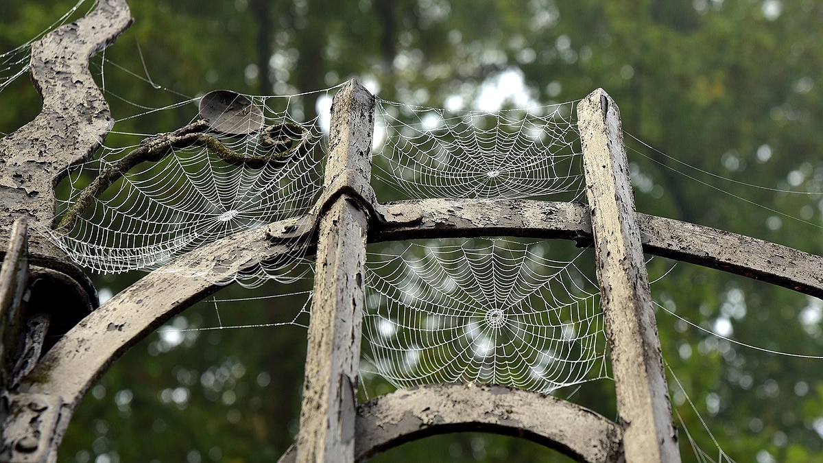 Listen Music of Spider Web