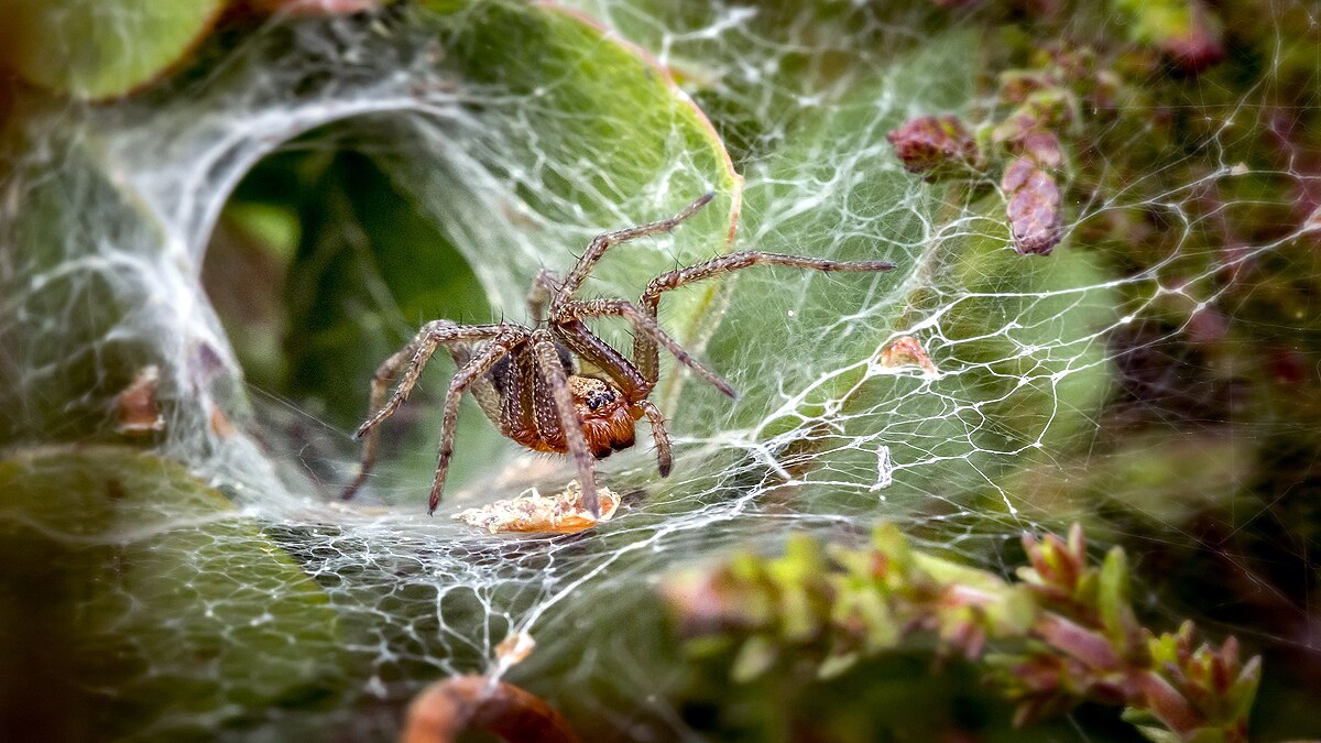 Listen Music of Spider Web