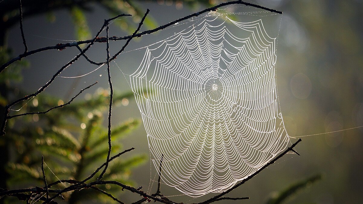 Listen Music of Spider Web