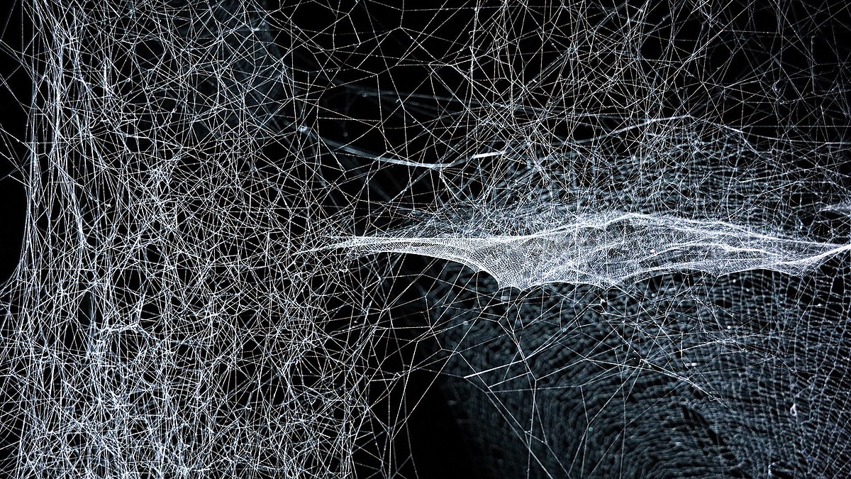 Listen Music of Spider Web