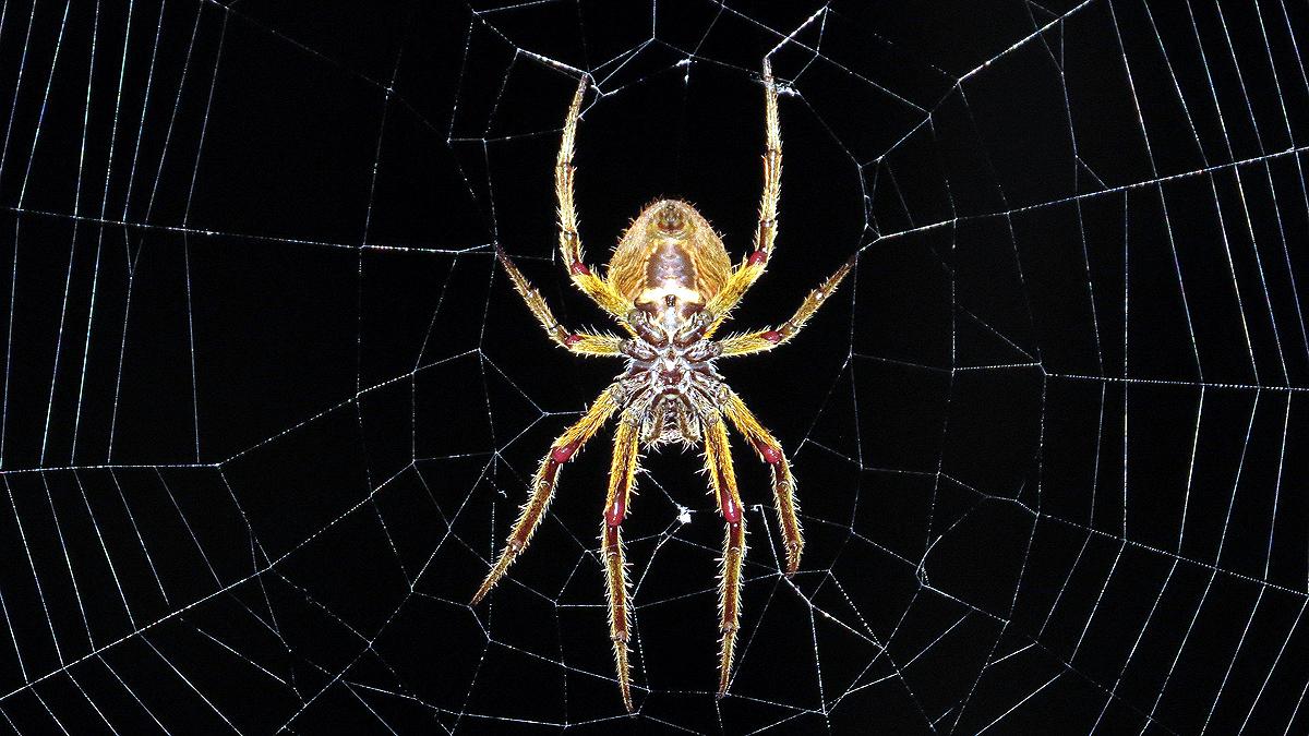 Music of Spider Web listen here