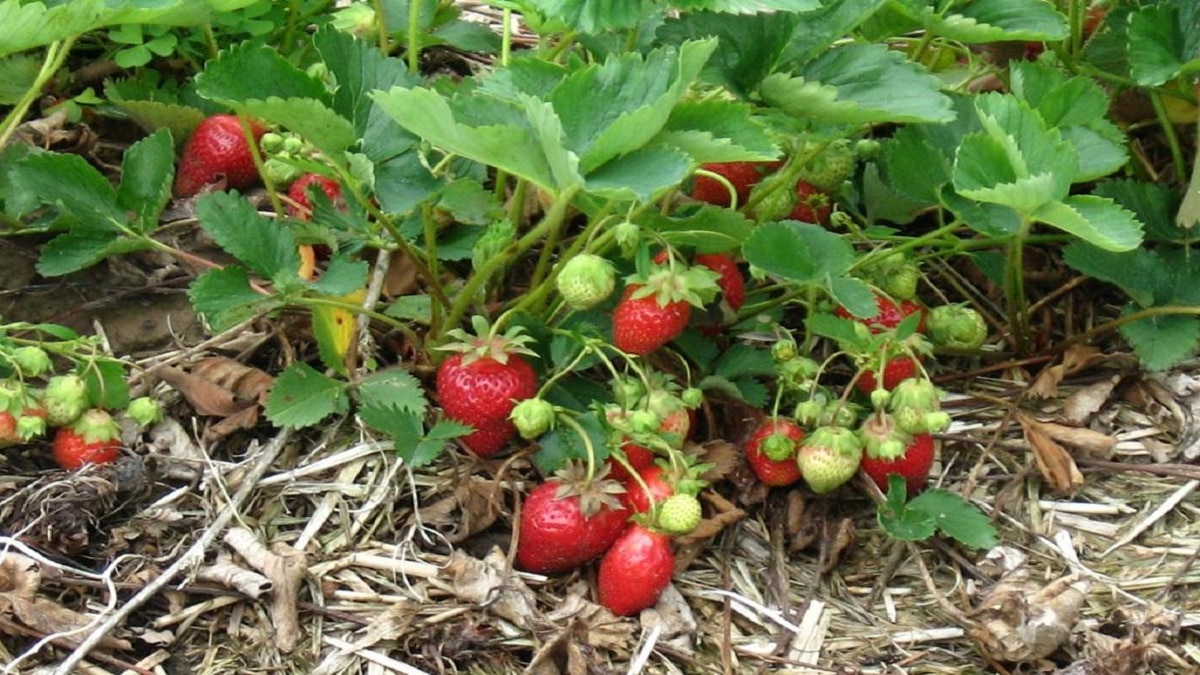 Strawberry farming profit 