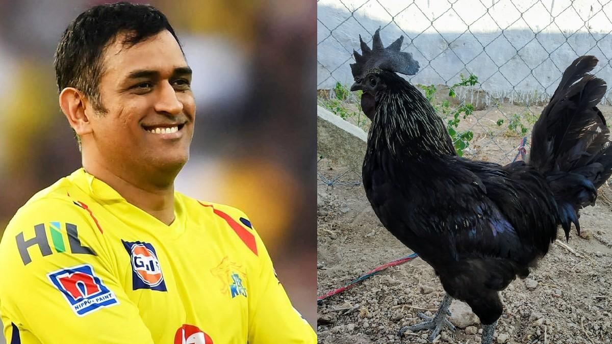 MS dhoni and kadaknath (Twitter)
