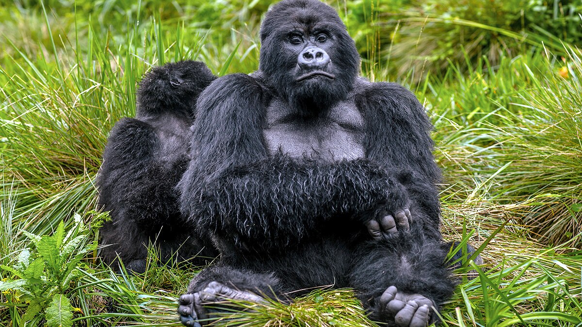 How malaria came to infect humans?