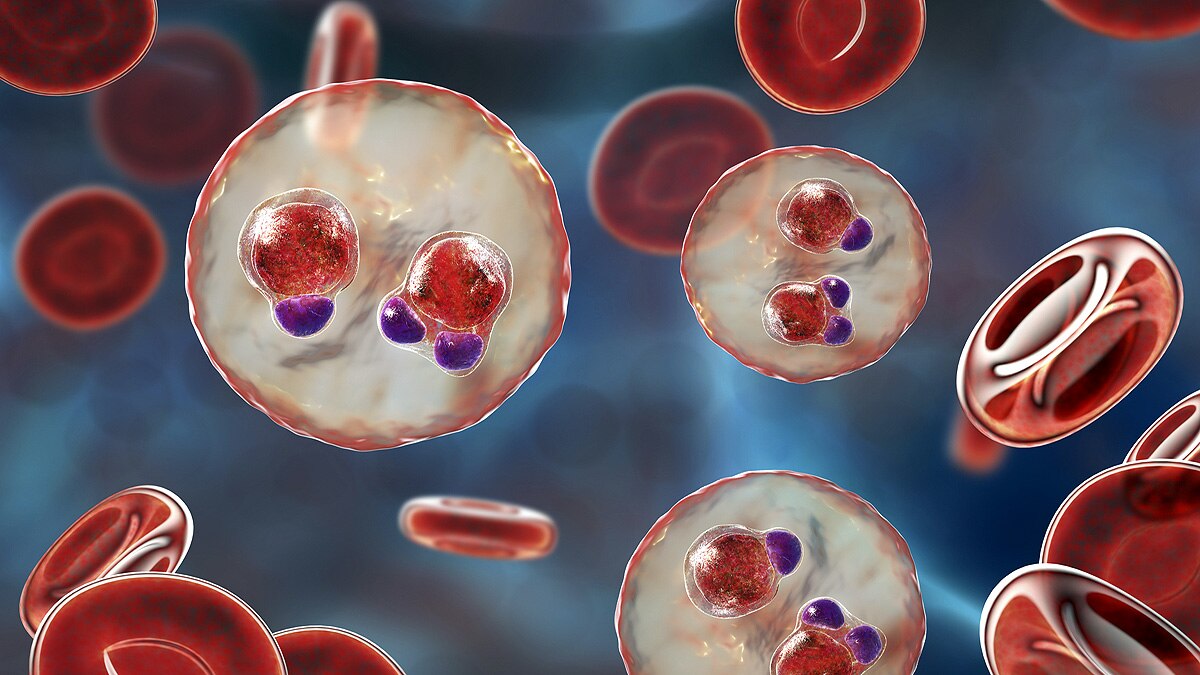 How malaria came to infect humans?