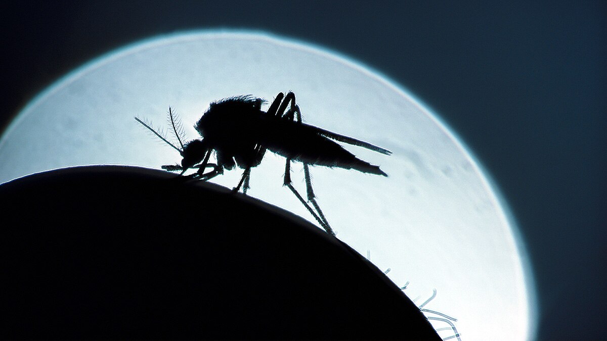 How malaria came to infect humans?
