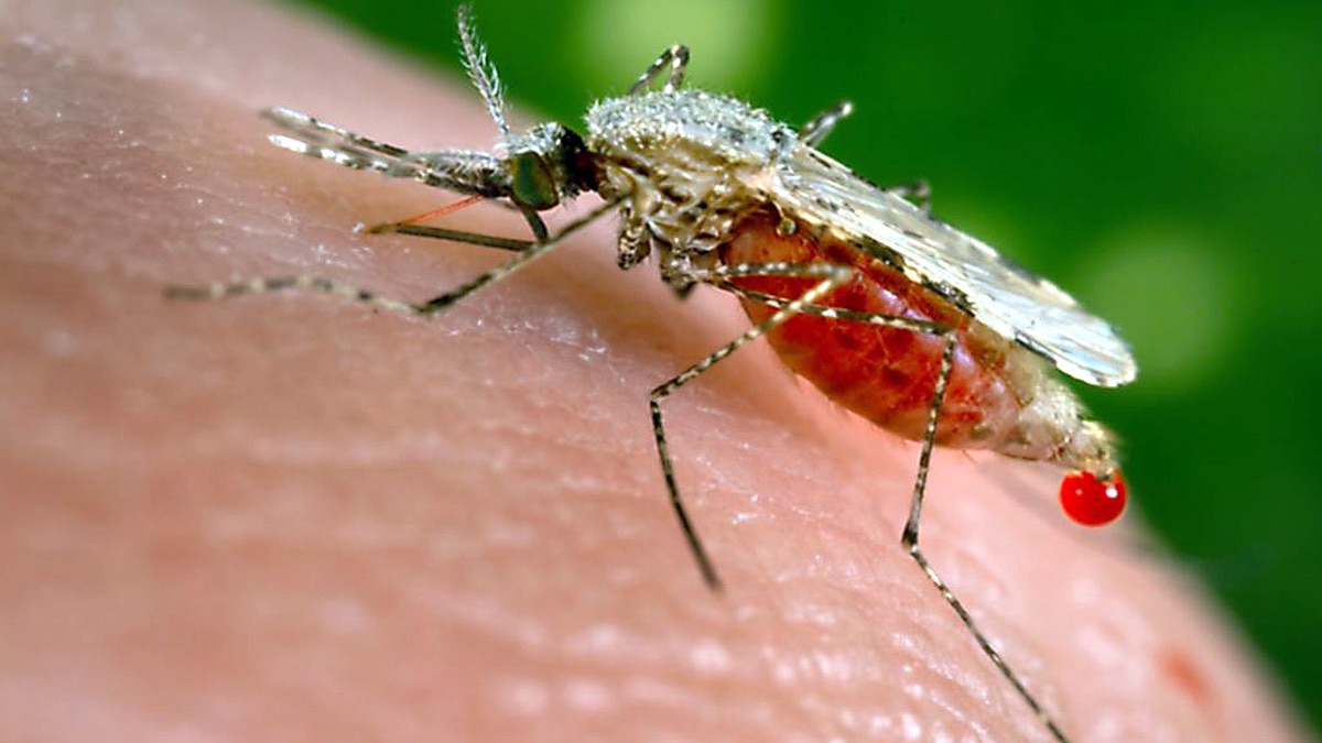 How malaria came to infect humans?