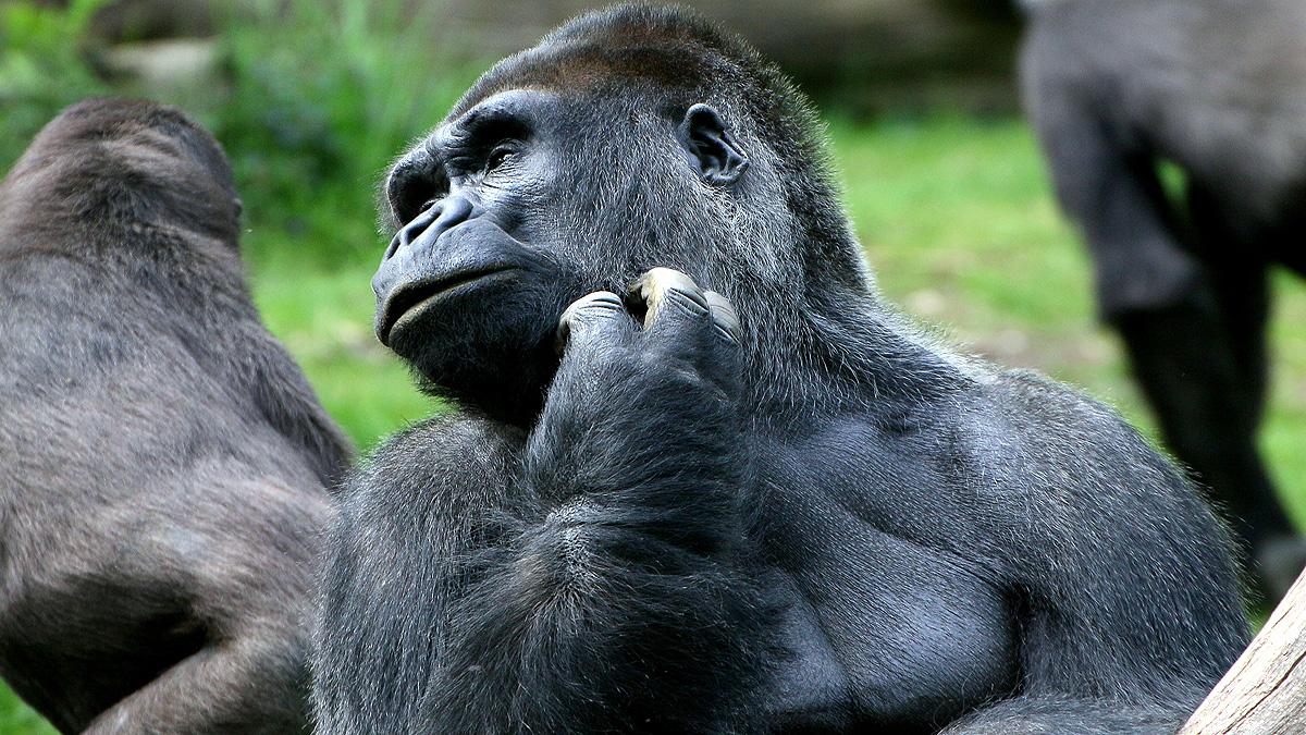 How malaria came to infect humans ape parasite reveals 100 years old mystery resolved