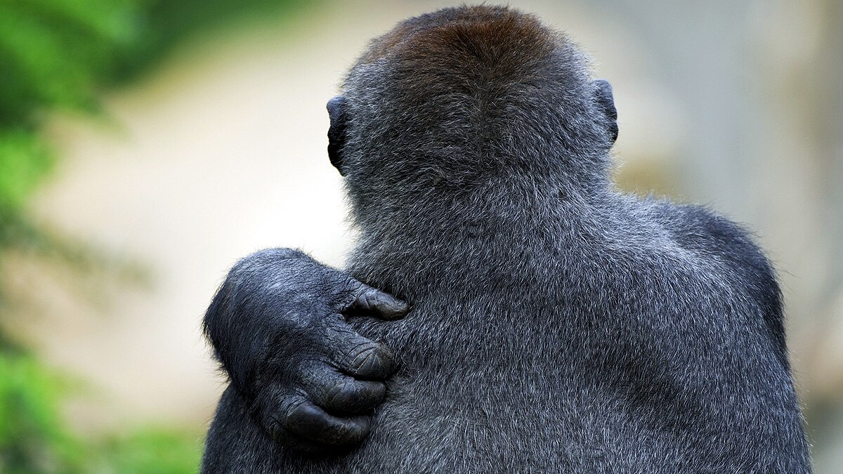 How malaria came to infect humans?