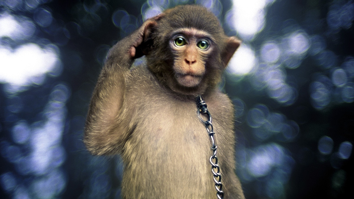 How malaria came to infect humans?