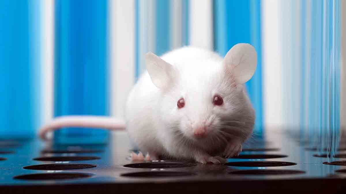 Kidney Stones in Astronauts