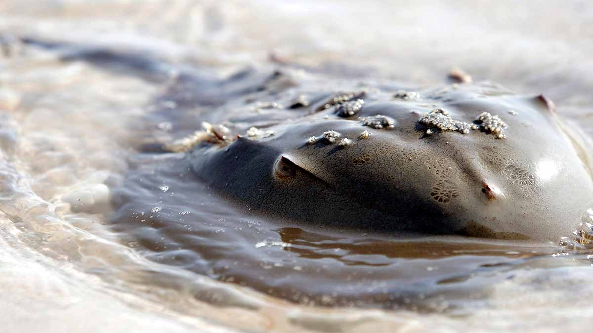 Blue Blood In Humans