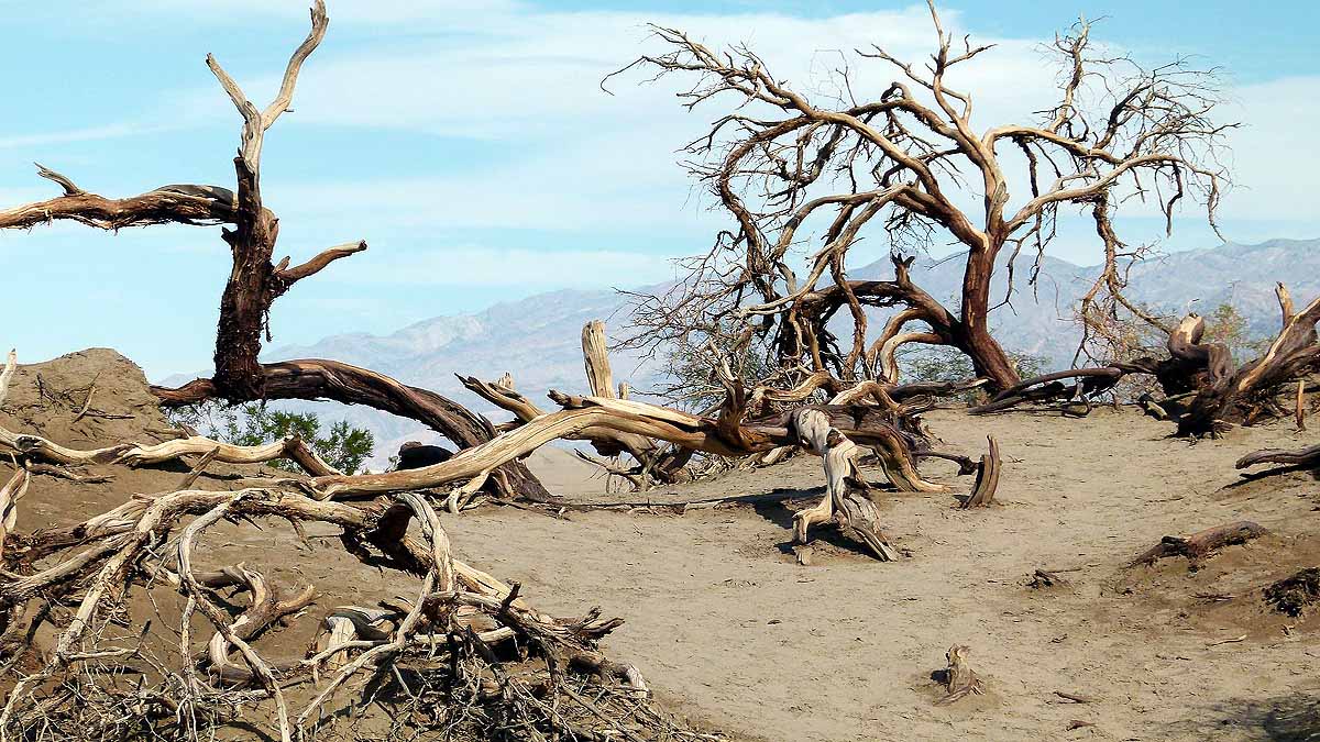 Earthquake alters forest CO2