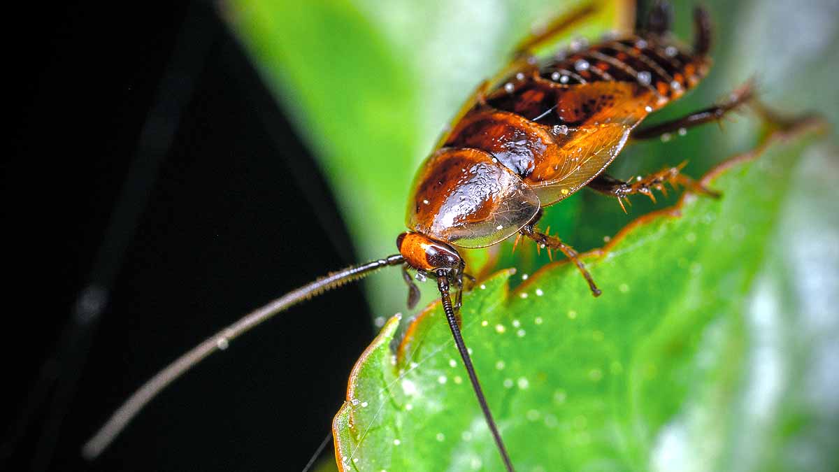 how cockroaches survive?