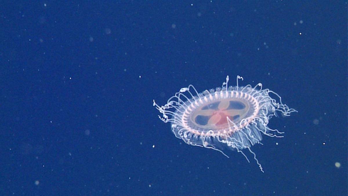 new species of crown jellyfish