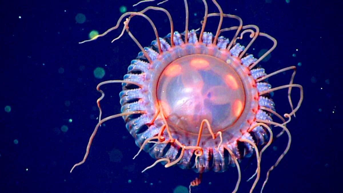 new species of crown jellyfish found (photo: MBARI)