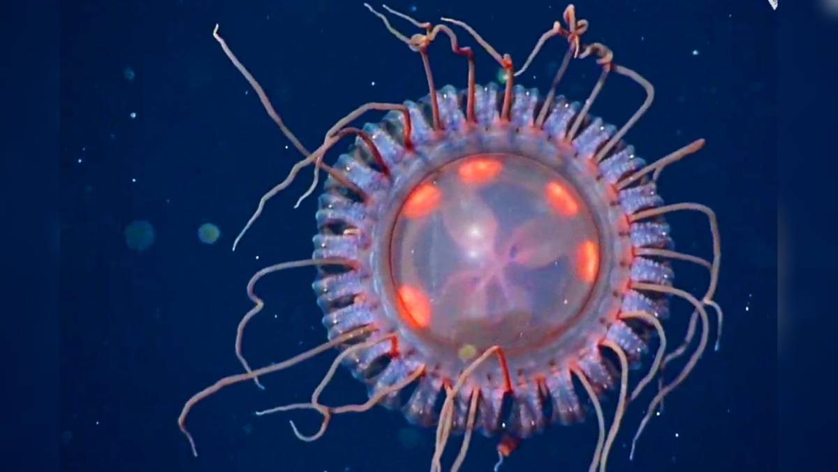 new species of crown jellyfish