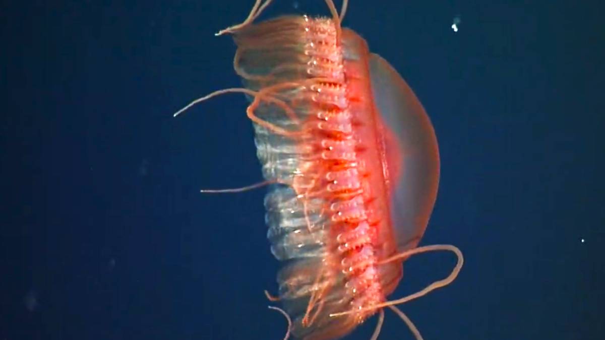 new species of crown jellyfish