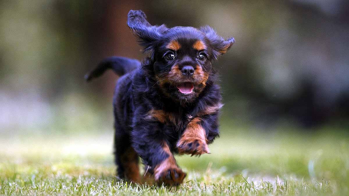 Dogs breed & behavior