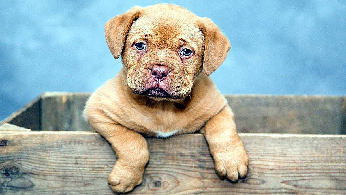 Dogs breed & behavior