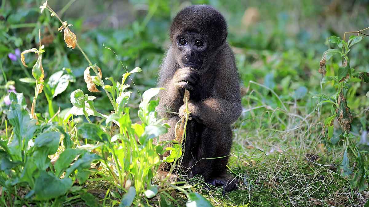 Wild Animal Legal Rights