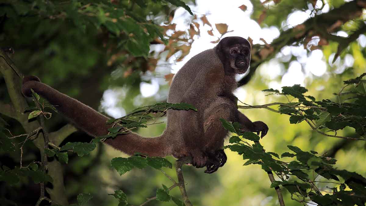 Wild Animal Legal Rights