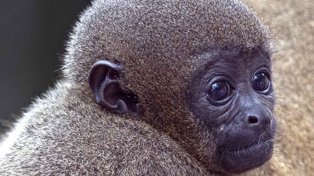 Legal Rights for Animals in Ecuador: