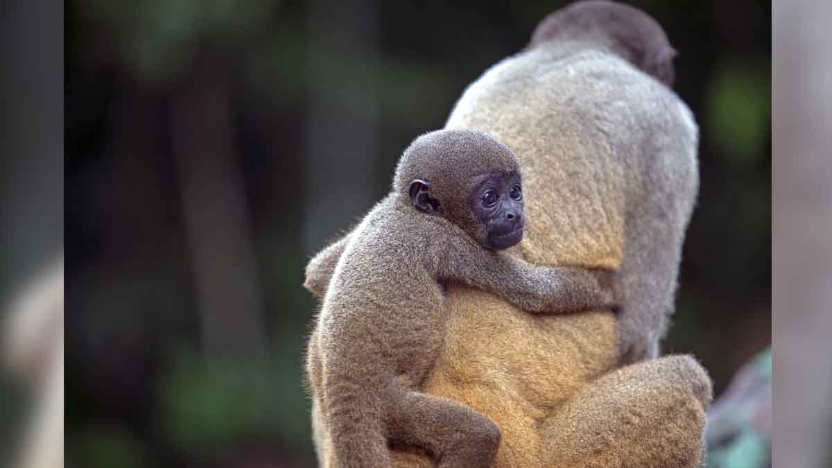 Wild Animal Legal Rights