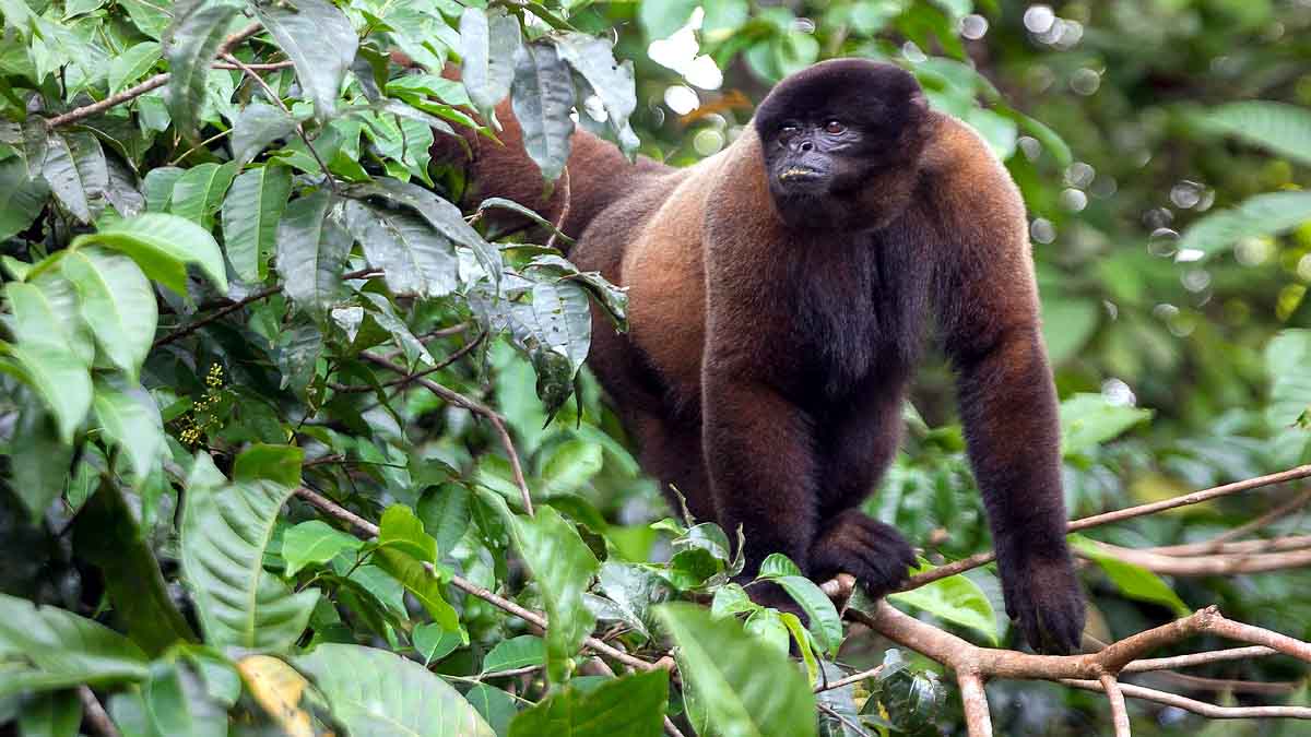 Wild Animal Legal Rights