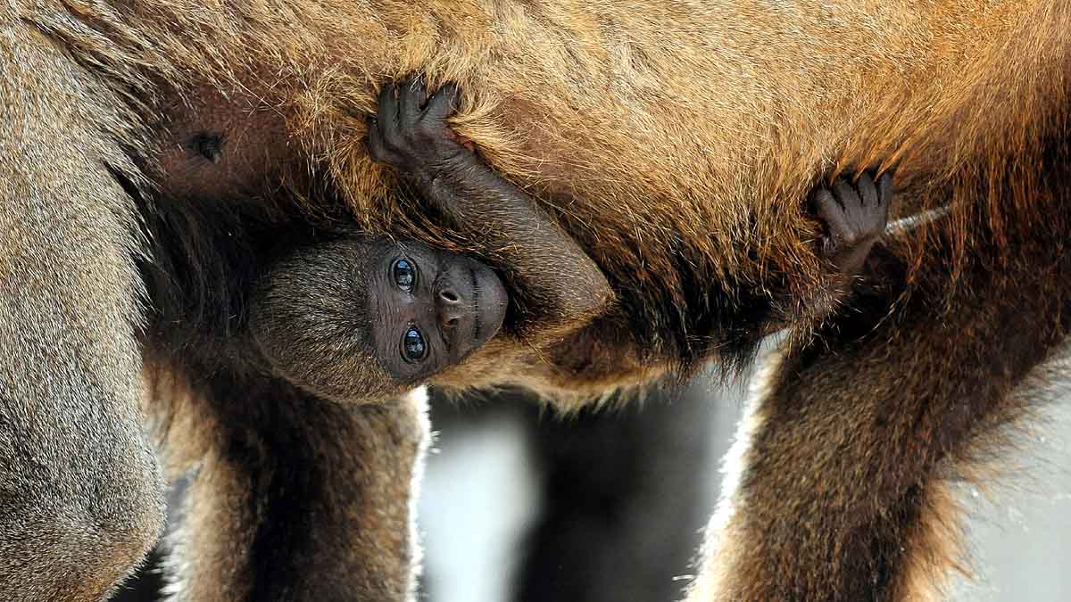 Wild Animal Legal Rights