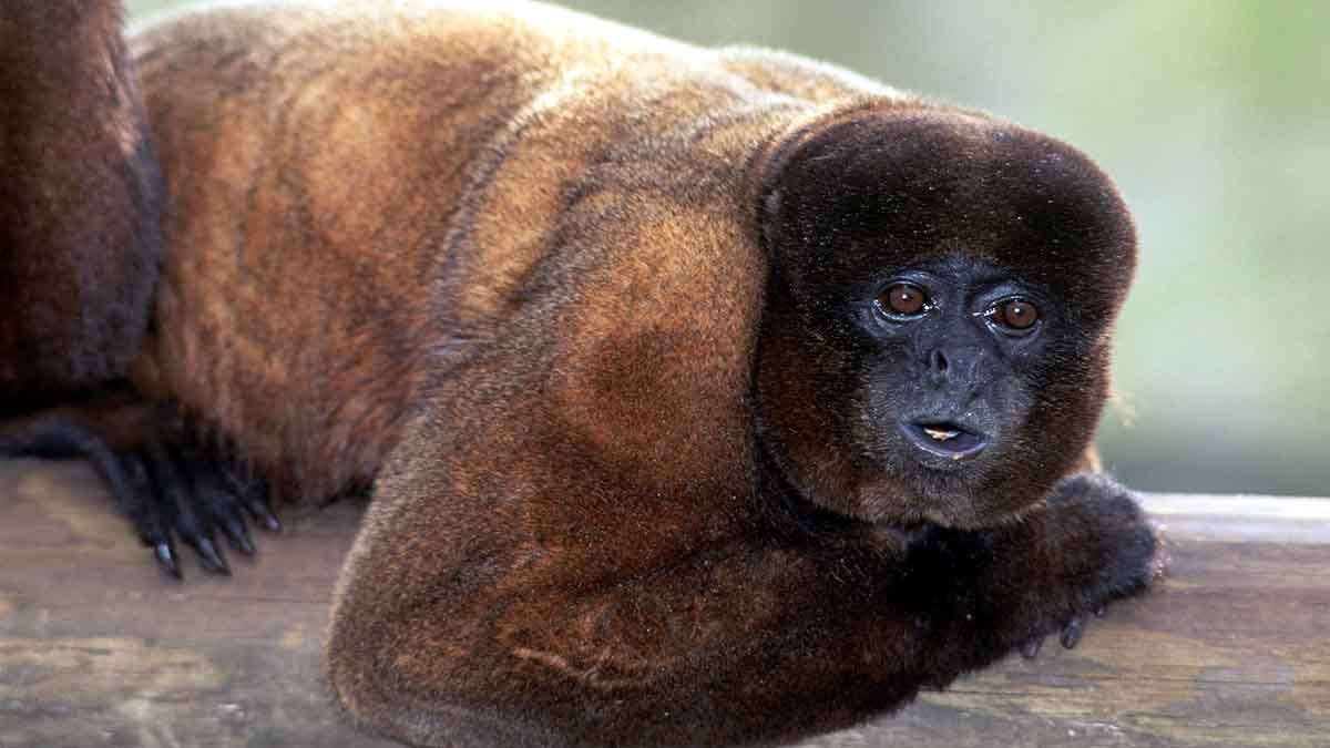 Wild Animal Legal Rights