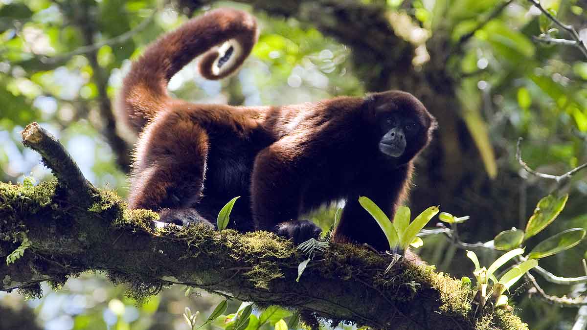 Wild Animal Legal Rights