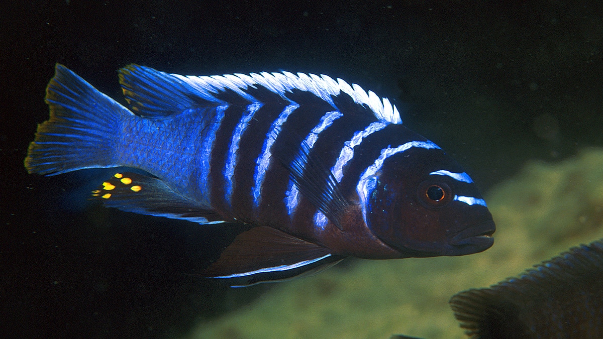 Fishes Understand Maths