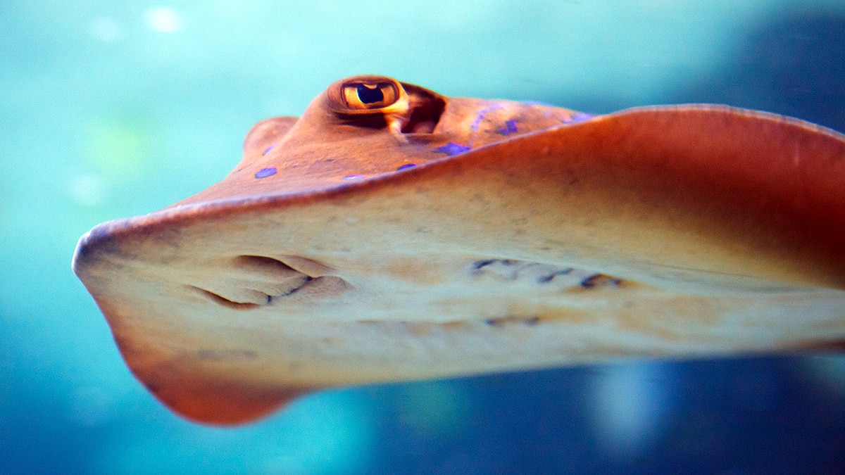 Fishes Understand Maths