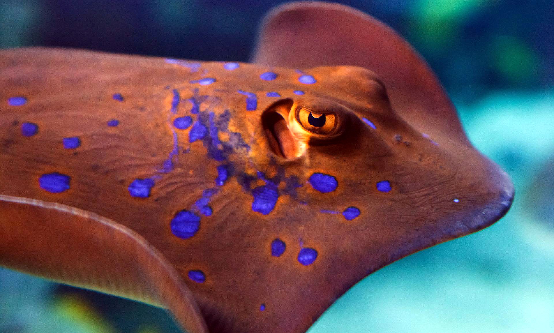 Fishes Understand Maths