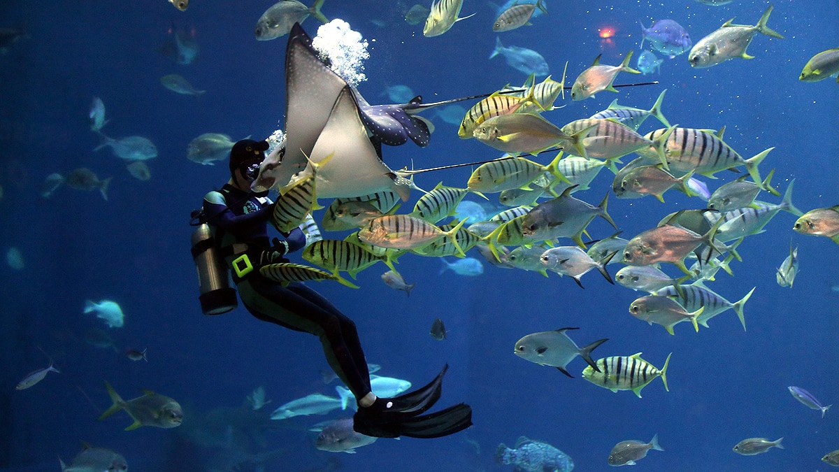 Fishes Understand Maths