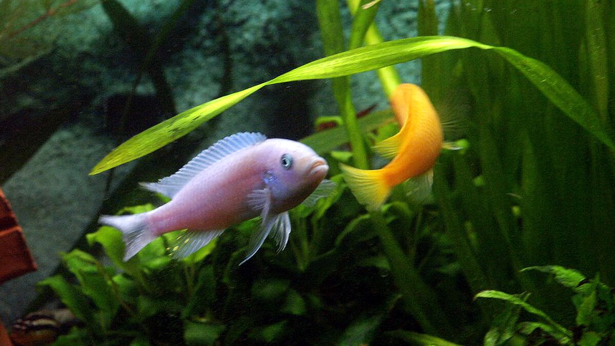 Fishes Understand Maths