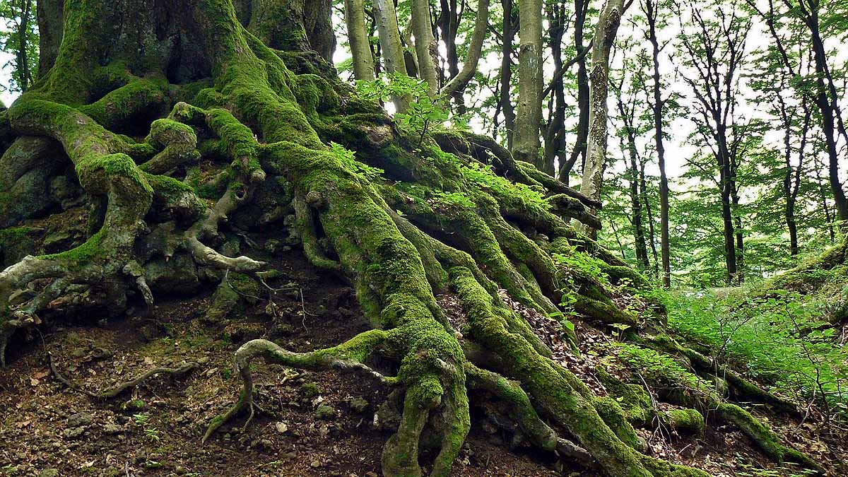 Earthquake alters forest CO2