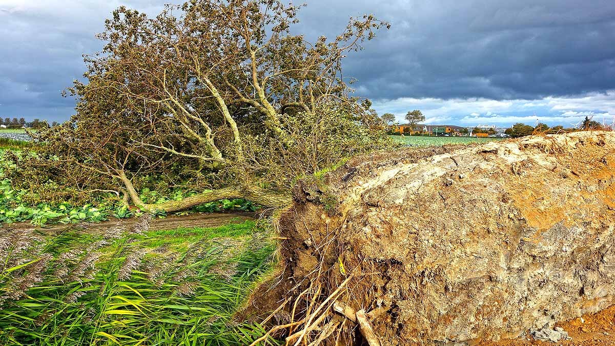 Earthquake alters forest CO2