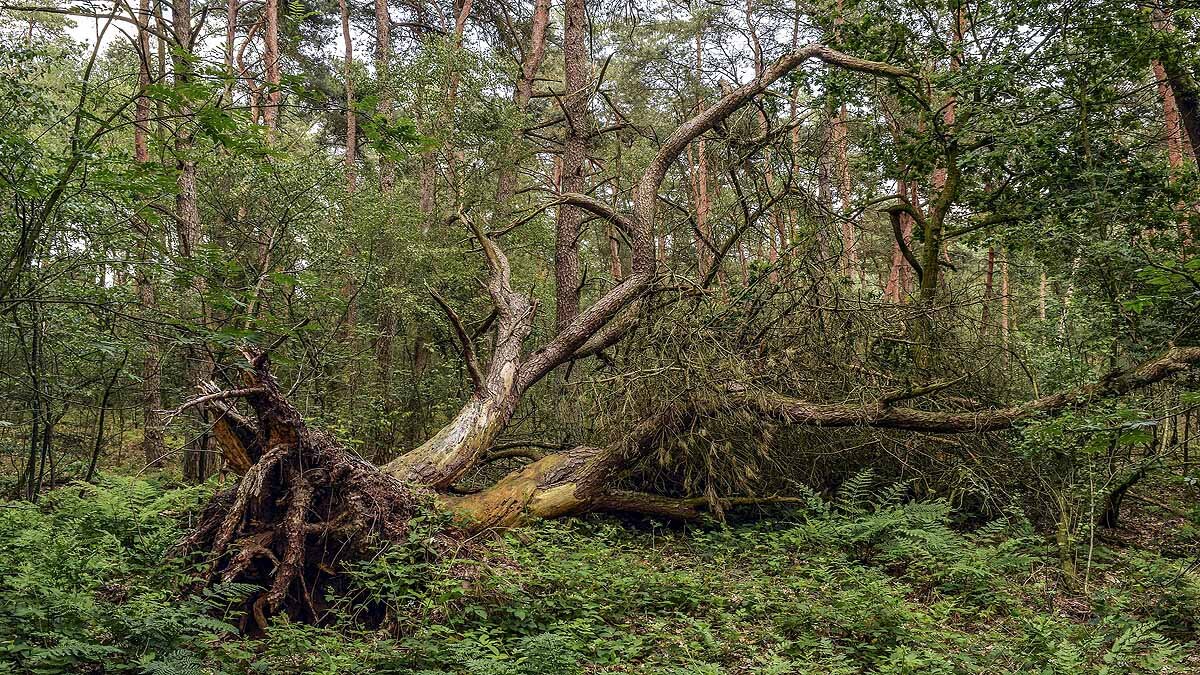 Earthquake alters forest CO2