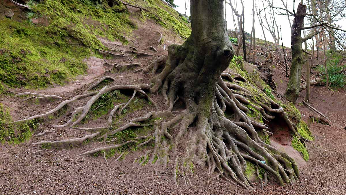 Earthquake alters forest CO2