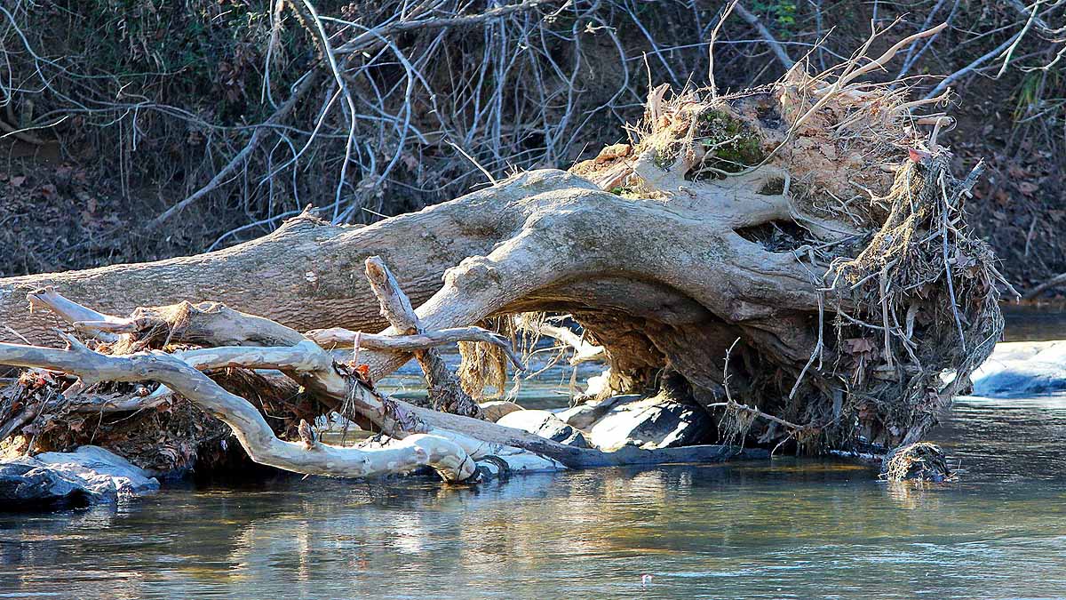 Earthquake alters forest CO2