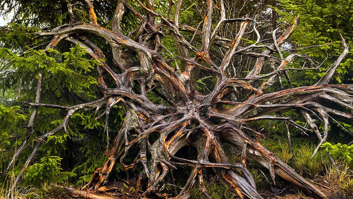 Earthquake alters forest CO2