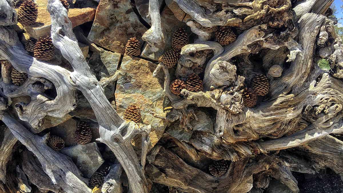 Earthquake alters forest CO2