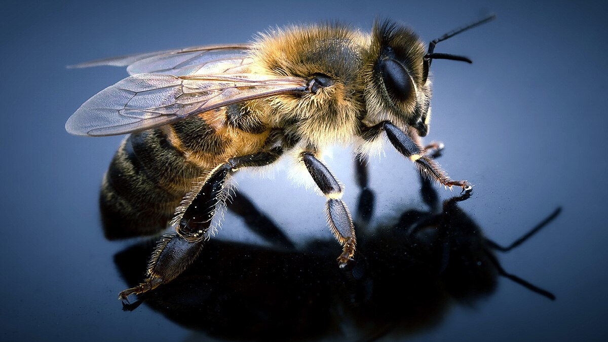  honeybees odd even numbers