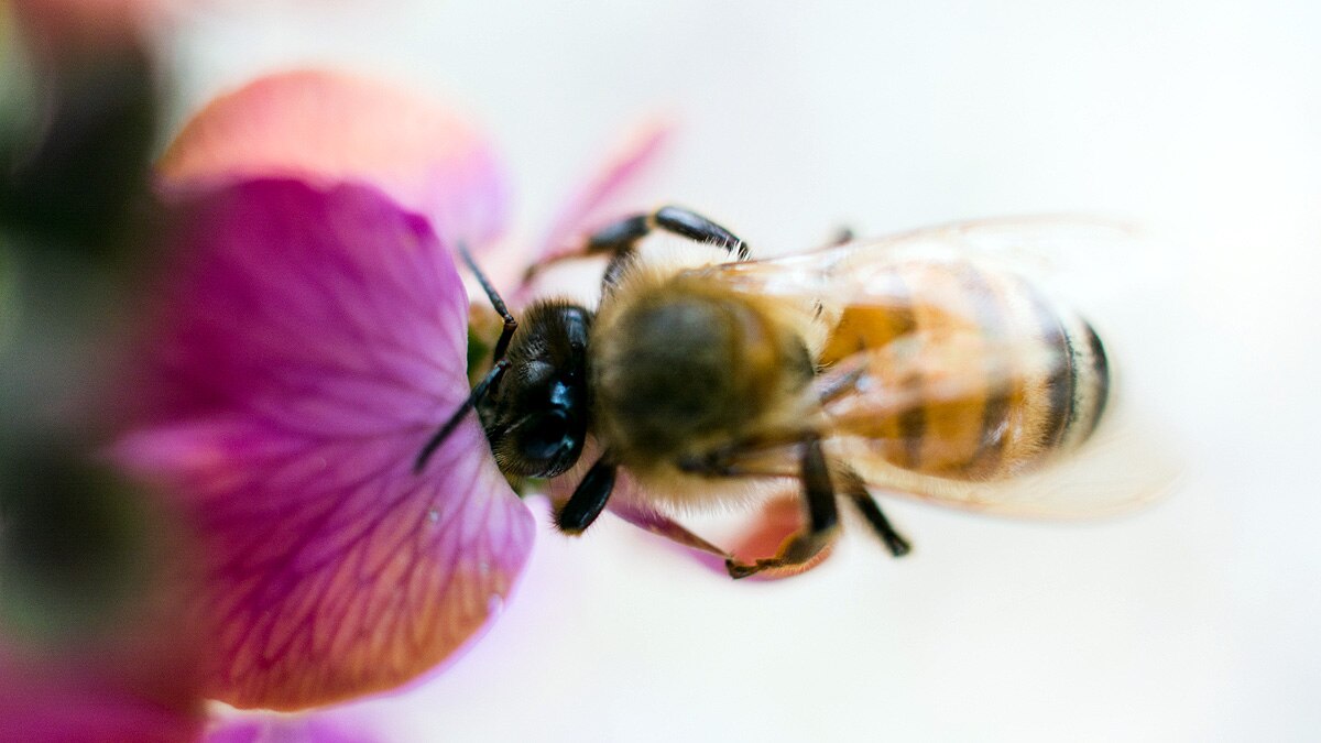  honeybees odd even numbers