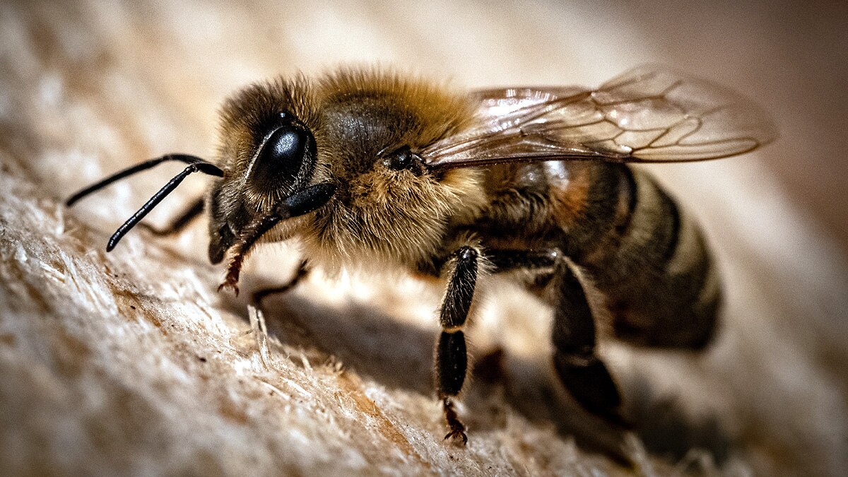  honeybees odd even numbers